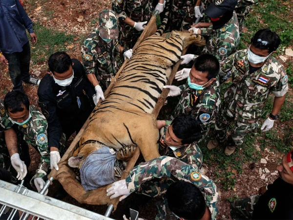 Tigers Died In Thailand Private Parks1771695916 0 600x450 1