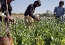 افغان سرزمین منشیات اسمگلنگ اور دہشتگرد نیٹ ورکس کی آماجگاہ بن گئی